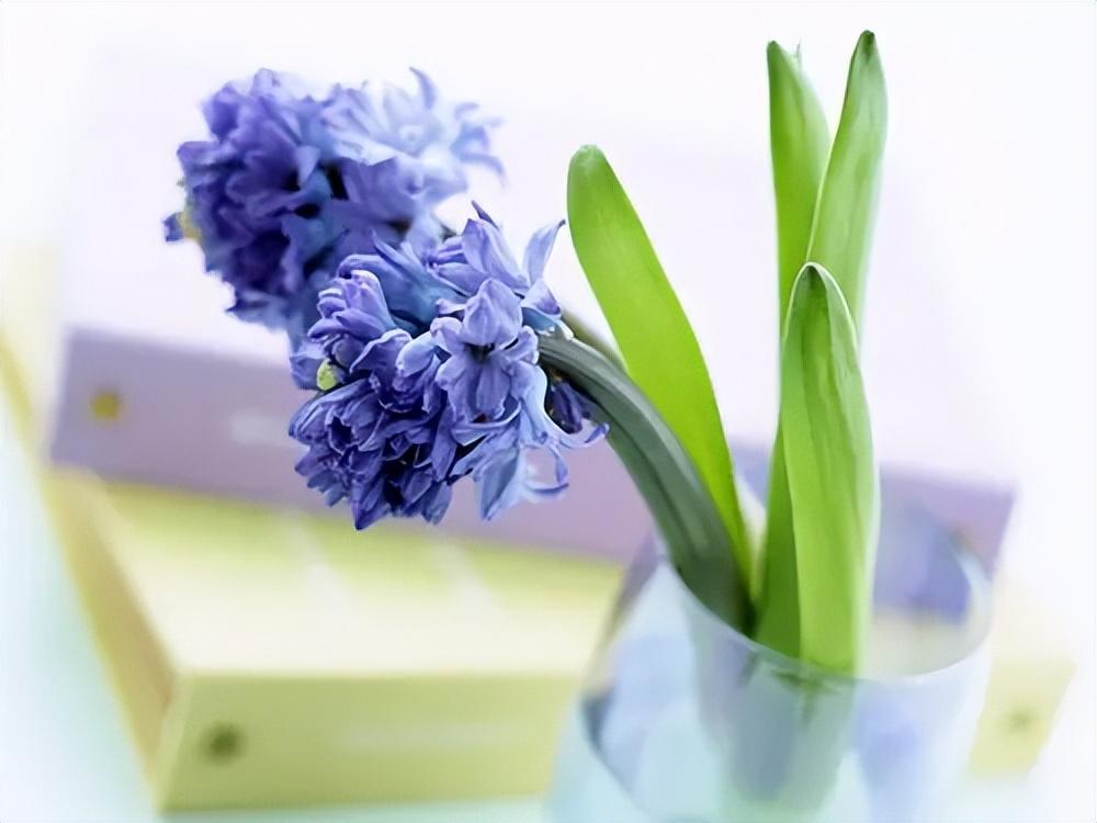 风信子球茎有毒吗怎么养(适合家里种的无毒的花)