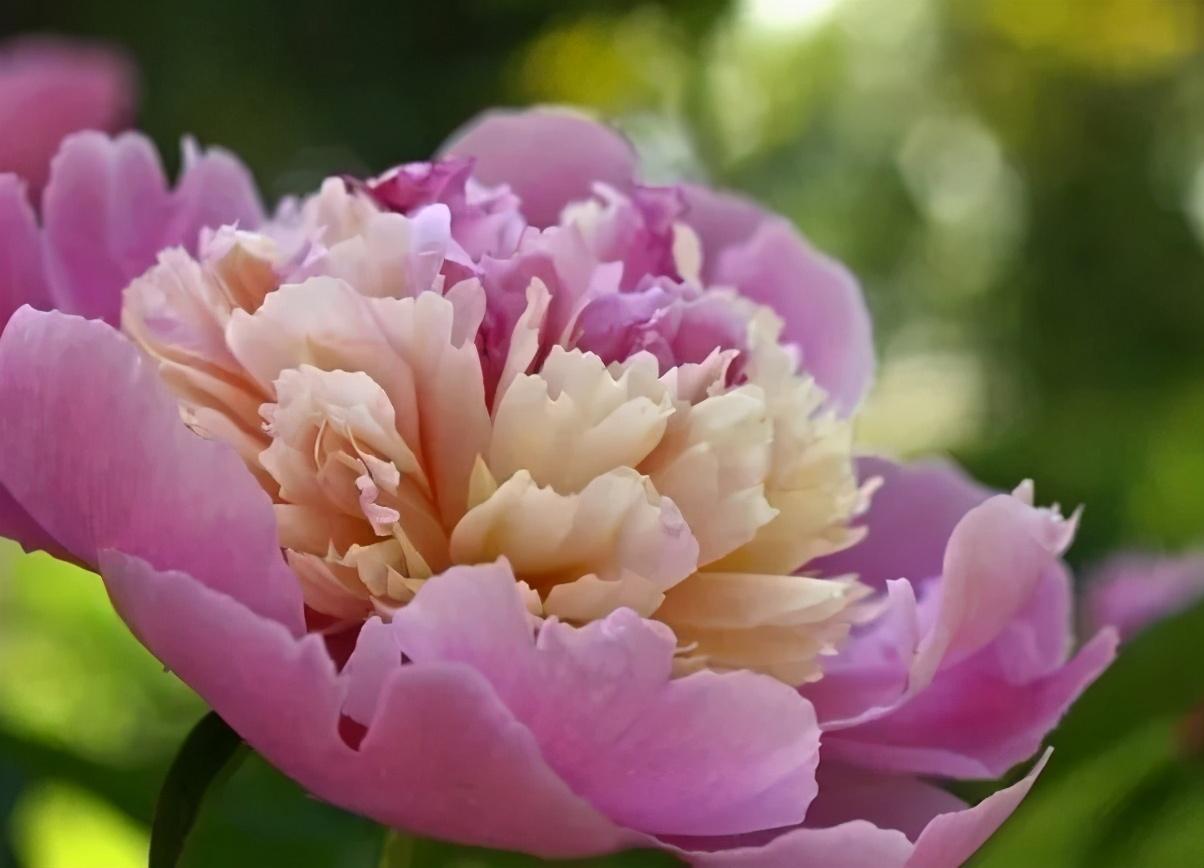 花中之王指的是什么花(花王牡丹的介绍)