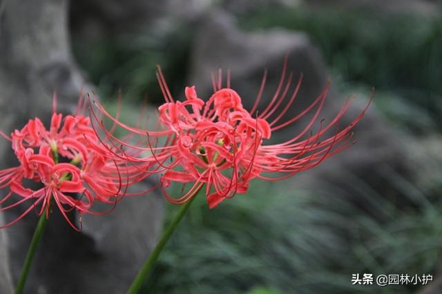 秋天的植物有哪些(适合秋天种的花草种子)