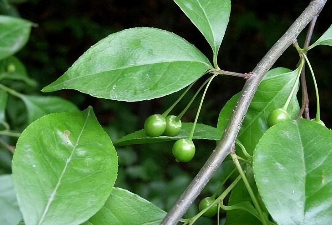厚叶冬青是什么科(园林绿化植物品种)