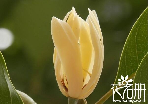 白玉兰花语的含义（上海市花白玉兰的寓意）