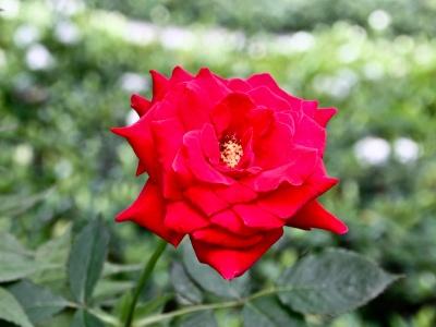 月季花的养殖方法和注意事项(家养月季花的简易方法)