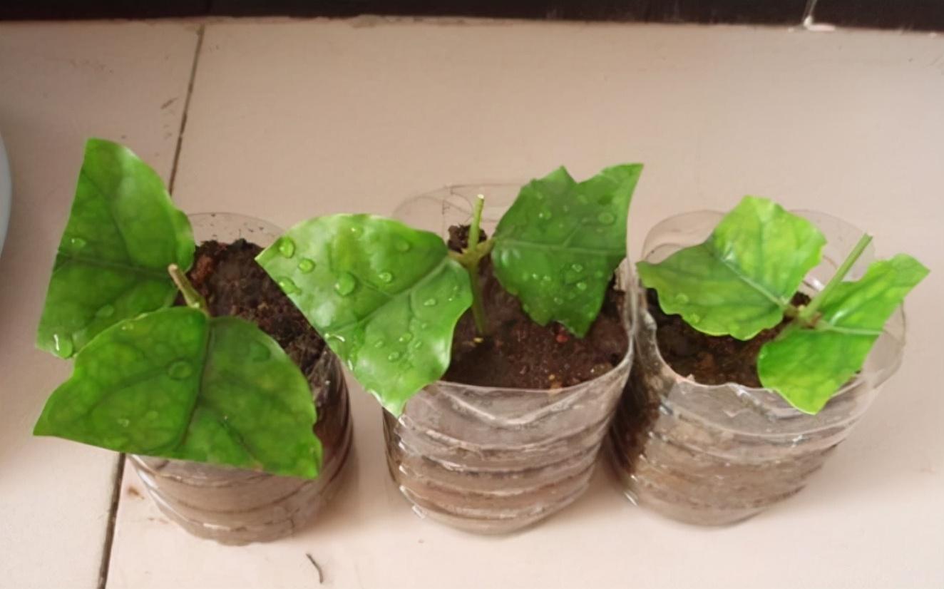 茉莉花如何繁殖方法