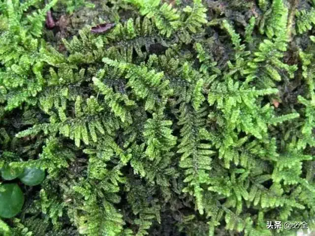 苔藓类植物有哪些(最好养的苔藓排行)