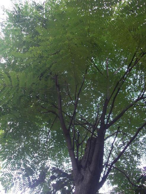 皂荚树和皂角树的区别（了解皂角树的价值）