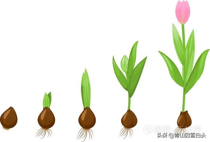 植物的生长需要什么条件(种植物生长所需要的条件)