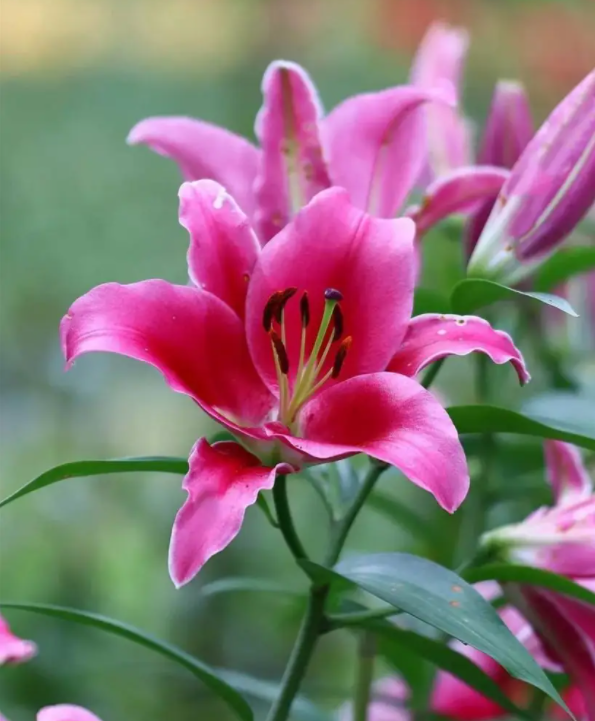 百合花的特点和外形（详解百合花的寓意及象征）