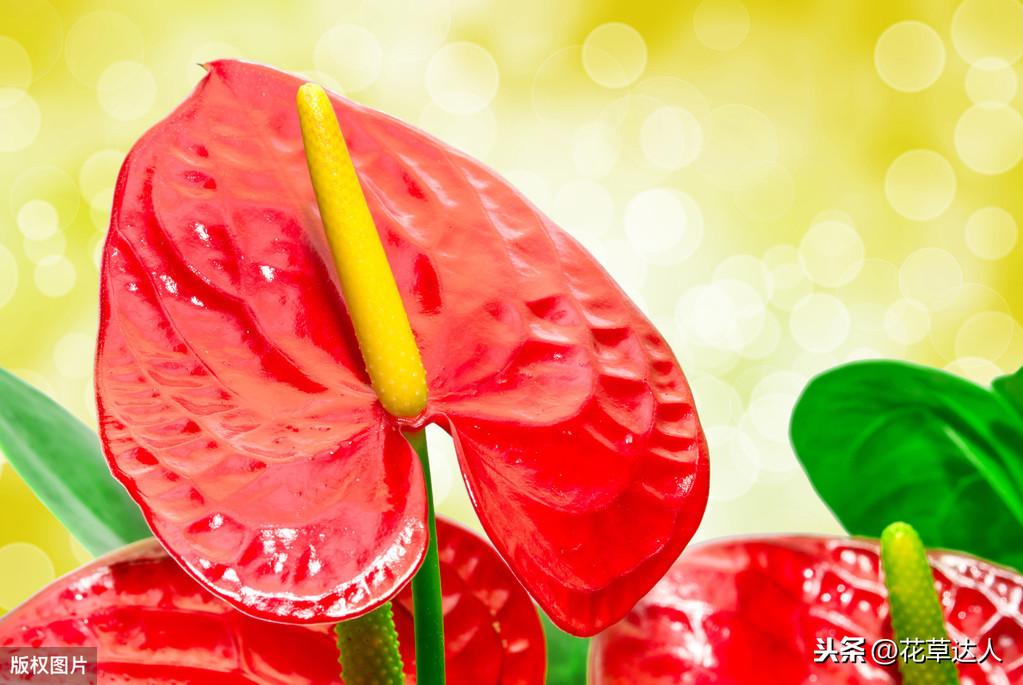 火鹤花花语是什么(火鹤花的寓意和象征)