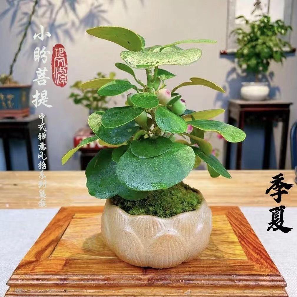 小盼菩提的养殖方法和注意事项