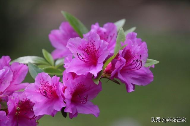 毛杜鹃和春鹃的区别是什么(最好看杜鹃花的品种)