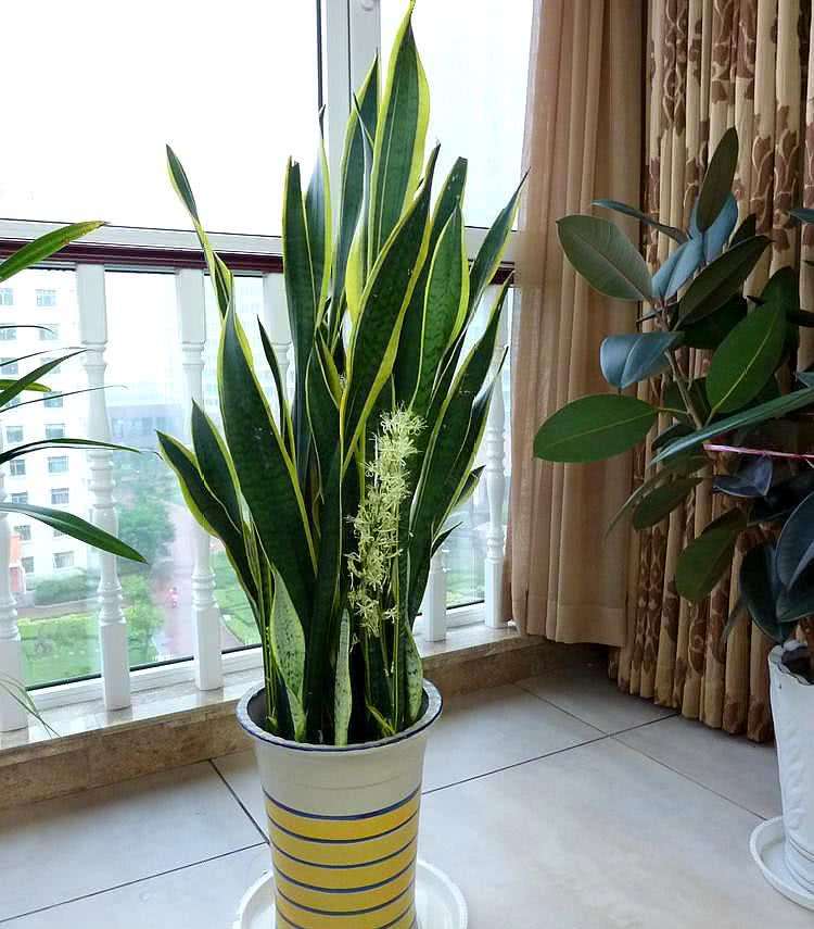 大型绿植有哪些(客厅最好养的大型绿植)