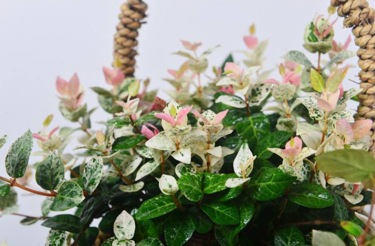 家庭绿植推荐(适合客厅放的绿植)