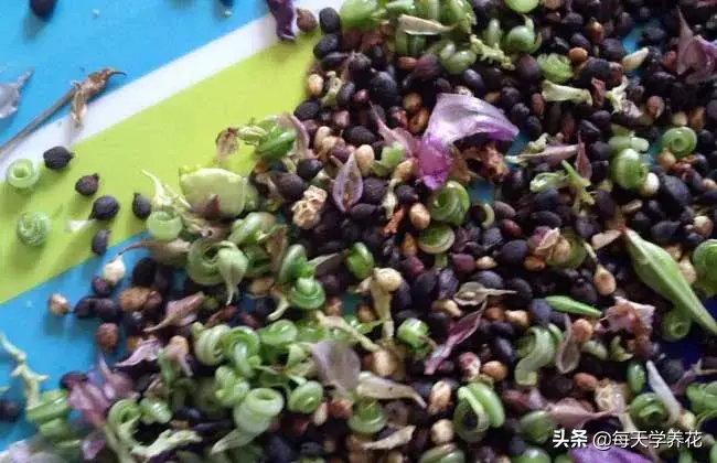 凤仙花的生长过程图片(凤仙花的生长变化记录)