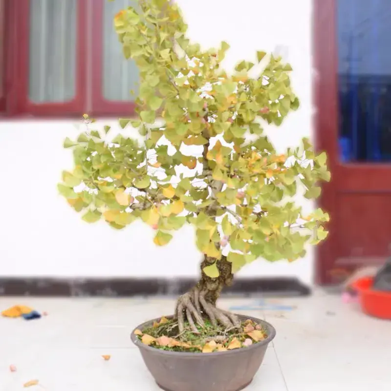梧桐树的寓意和风水(梧桐树的风水禁忌)