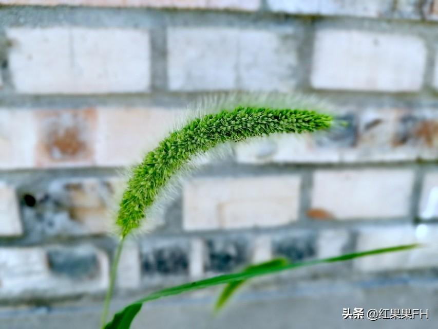 狗尾巴草的花语是什么意思(关于狗尾巴草的花语和寓意)