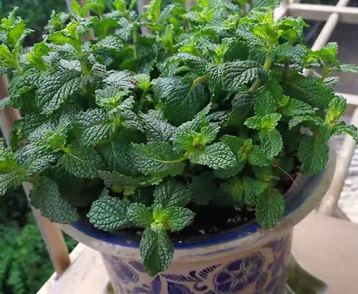 驱蚊植物哪种最好(驱蚊植物排行榜)