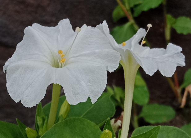 紫茉莉种子种植方法(茉莉的修剪及注意事项)