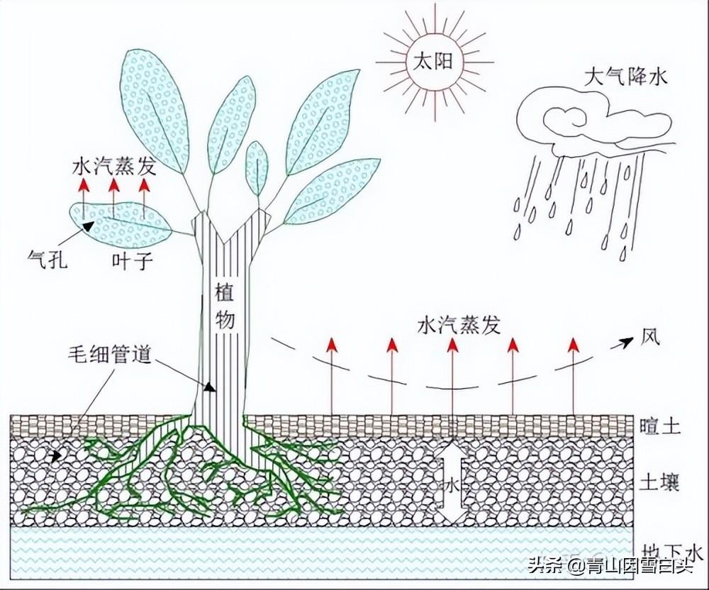 植物的生长需要什么条件(种植物生长所需要的条件)