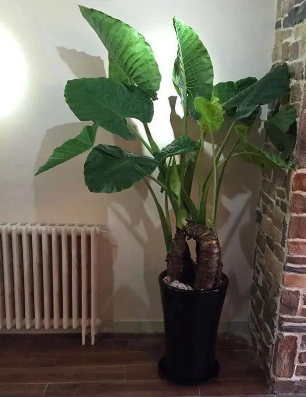 滴水观音有毒吗碰了怎么办(滴水观音植物特点介绍)