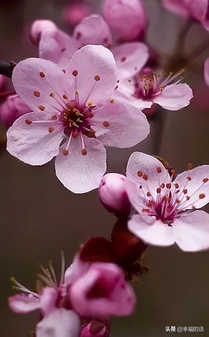 花中四君子是指什么花(梅兰竹菊四君子代表的意义)