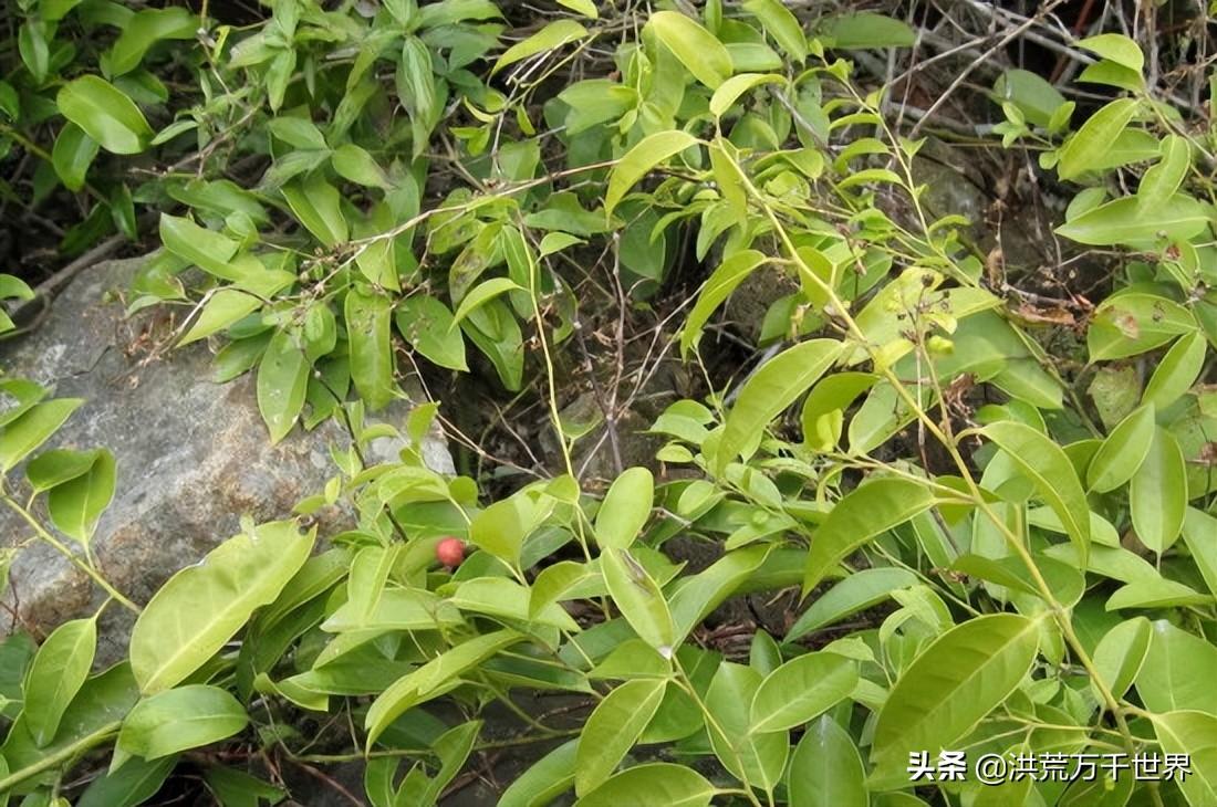 单子叶植物与双子叶植物区别有什么(附双子叶和单子叶比较图)
