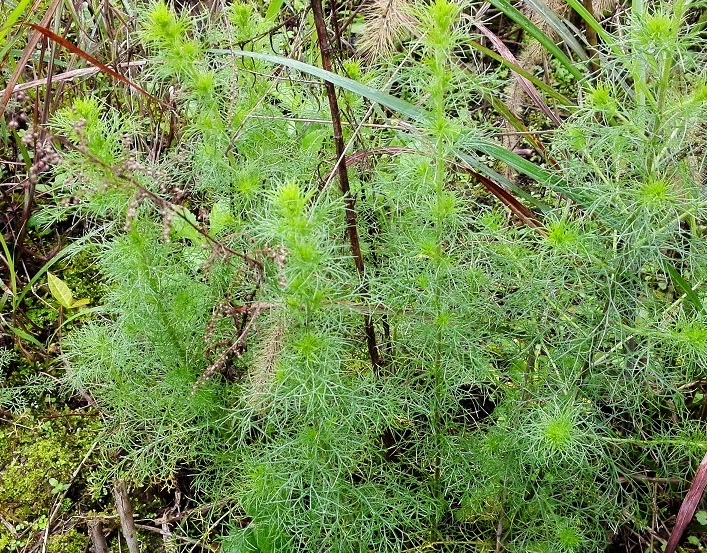 什么植物驱蚊效果好(驱蚊最好的植物排名)