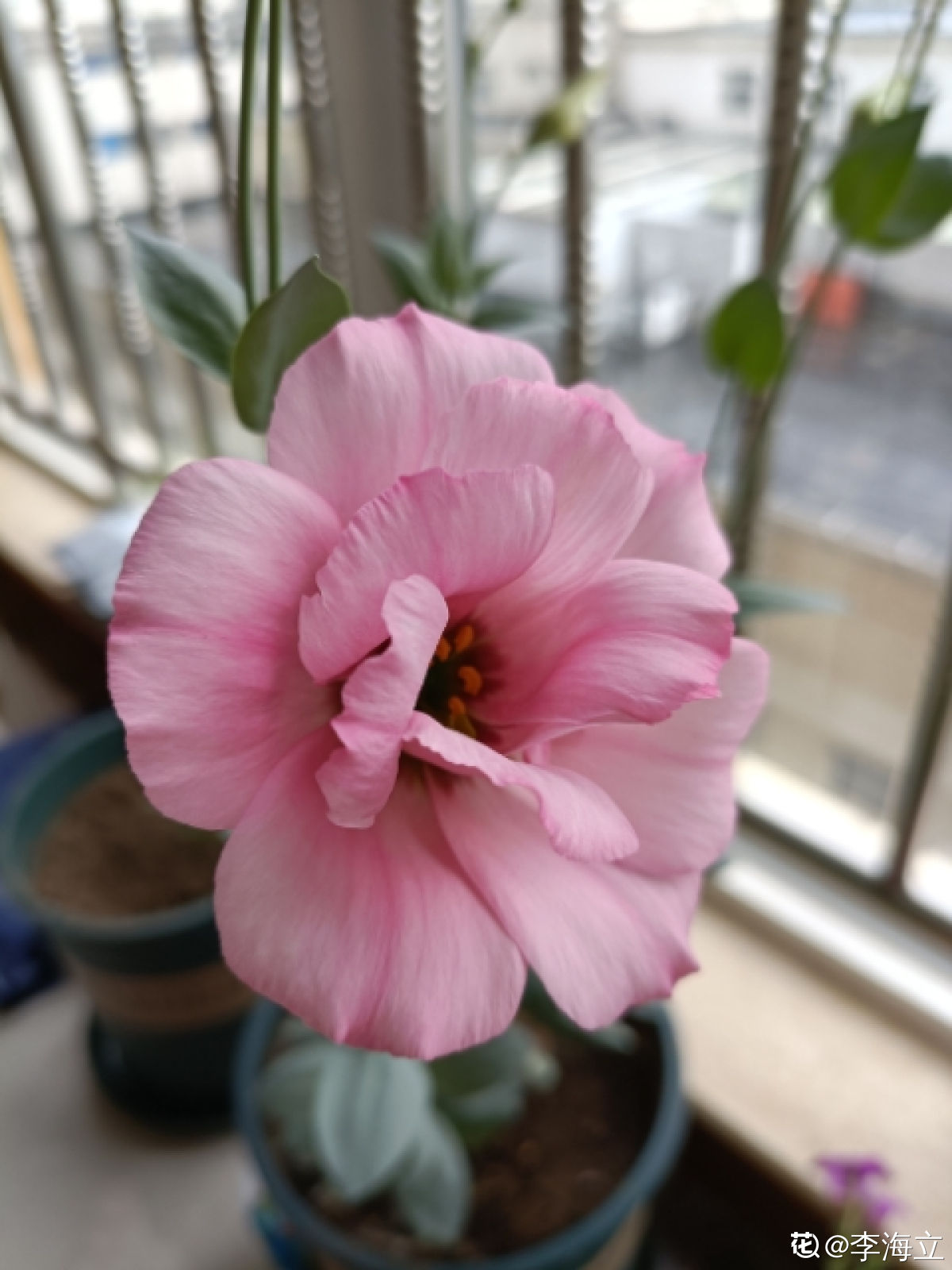 适合阳台种植的花卉有哪些(客厅最旺家的绿植)