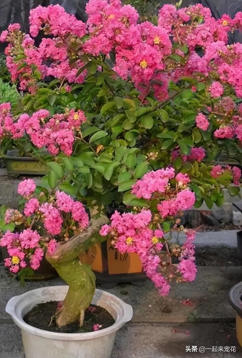 木本花卉有哪些品种(适合室内养的木本植物)