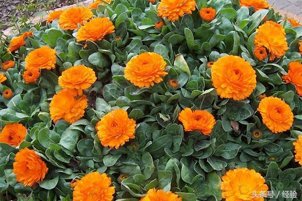 金盏菊花期多长时间(适合秋天播种的花种子)