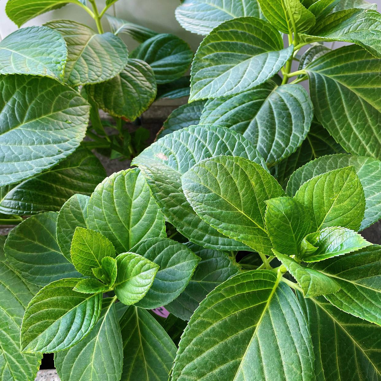 绣球花怎么才能养好