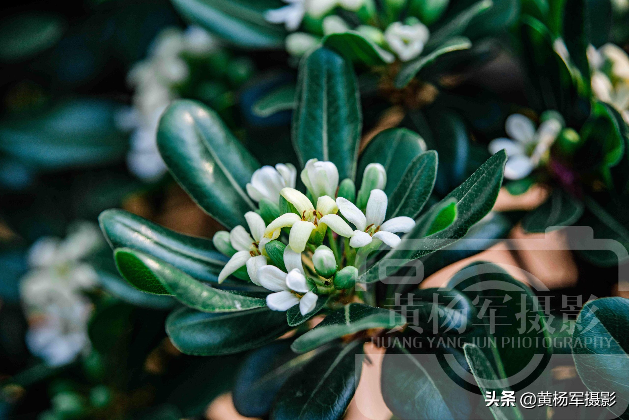海桐花几月份开花(海桐的花语和象征)