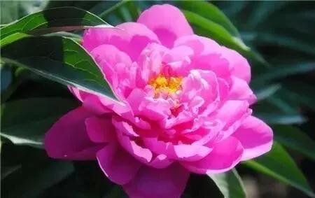 芍药品种介绍及图片(最受欢迎的芍药品种)
