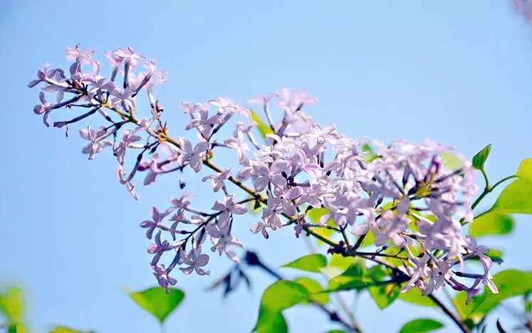 丁香花是什么颜色的(详解丁香花品种简介)