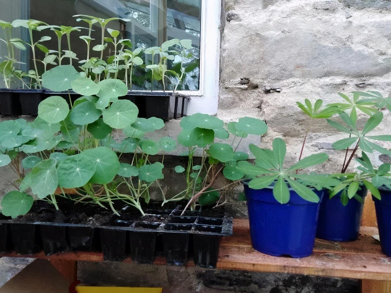 旱金莲种植方法和时间(旱金莲的养护技巧)