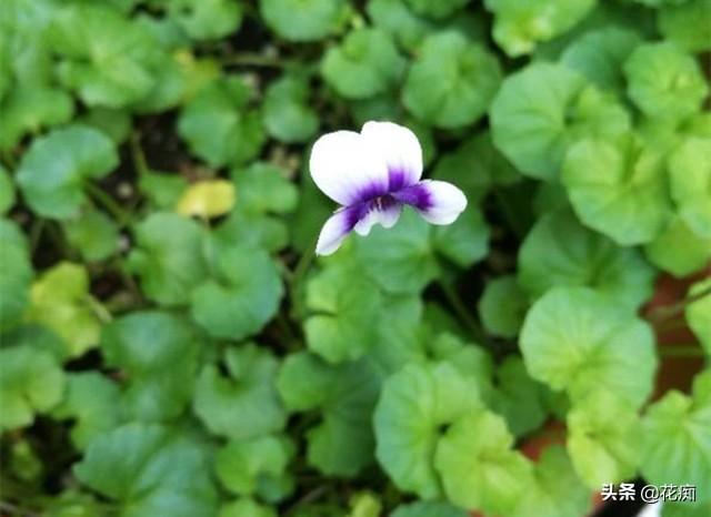 熊猫堇的养殖方法(耐寒零下30度的庭院花)