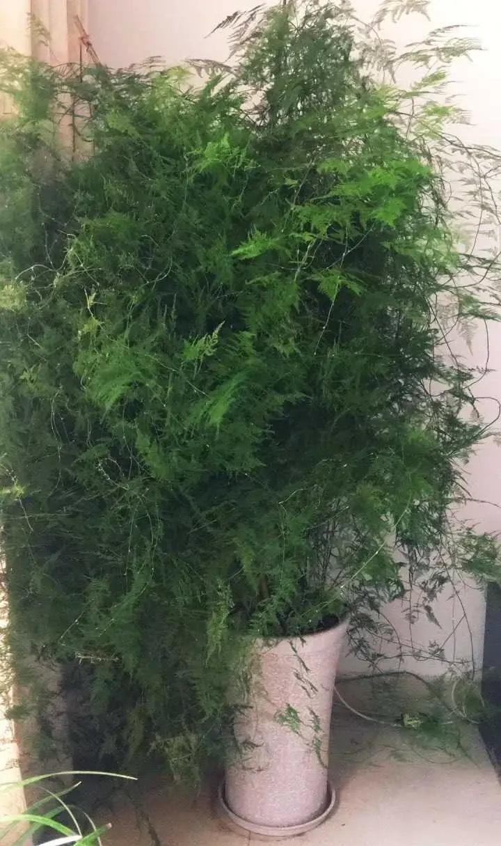 怎样养殖文竹不发黄