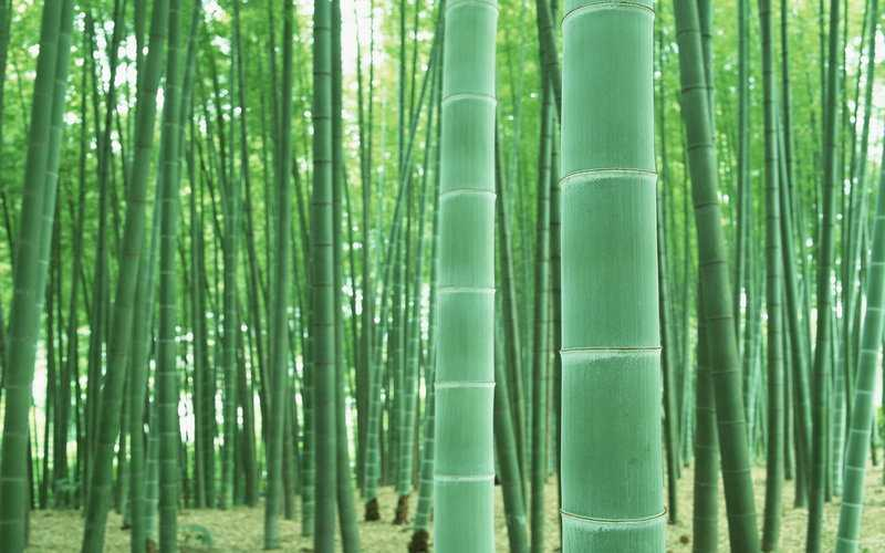 竹子是草还是树(竹子的资料及介绍)