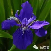 鸢尾花的花语(各种颜色鸢尾花的含义)