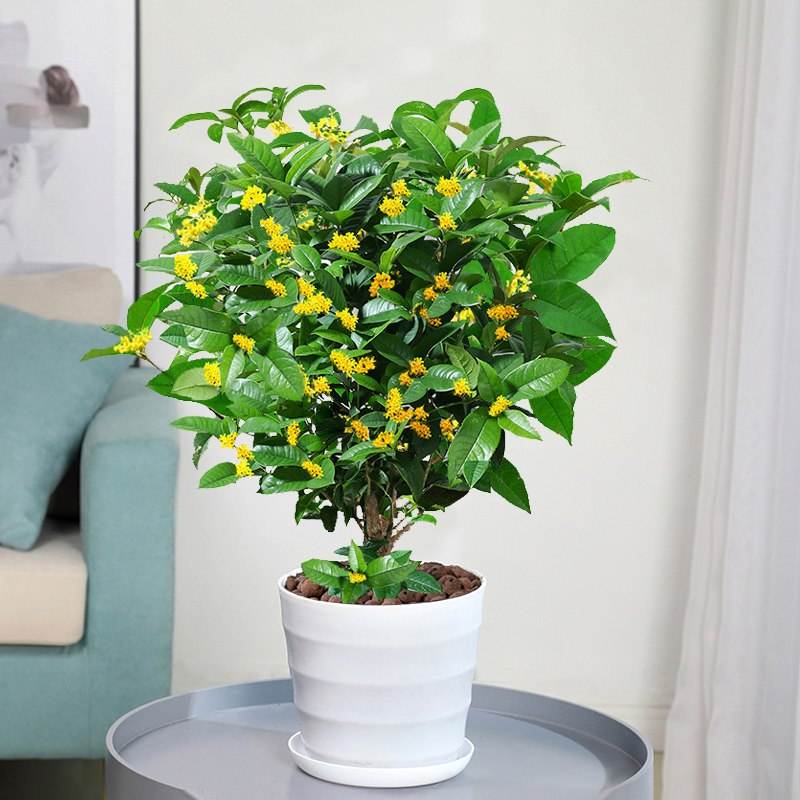 大型绿植有哪些(客厅最好养的大型绿植)