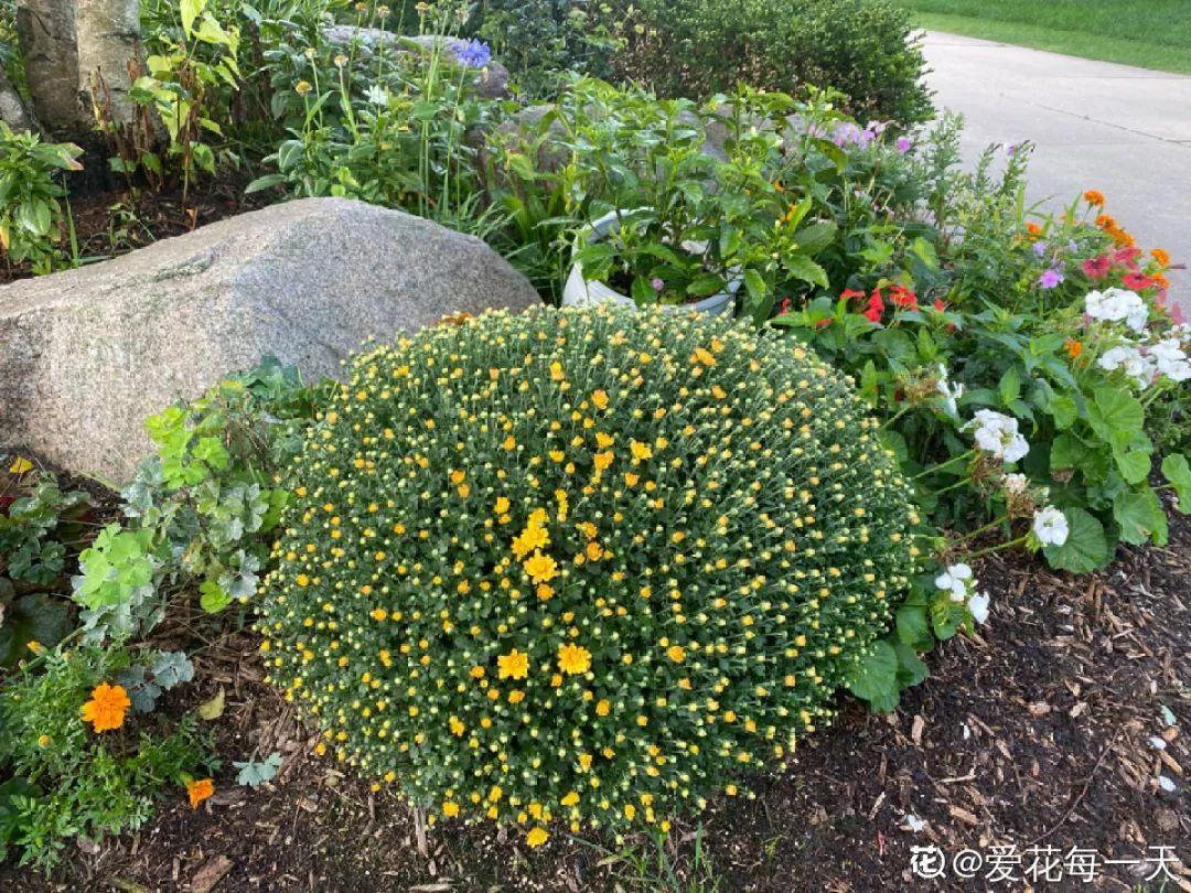 耐寒宿根花卉有哪些种类(能过冬的室外耐寒绿植)