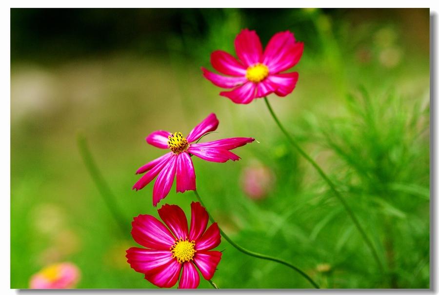 格桑花种子种植方法(格桑花浇水的正确方法)