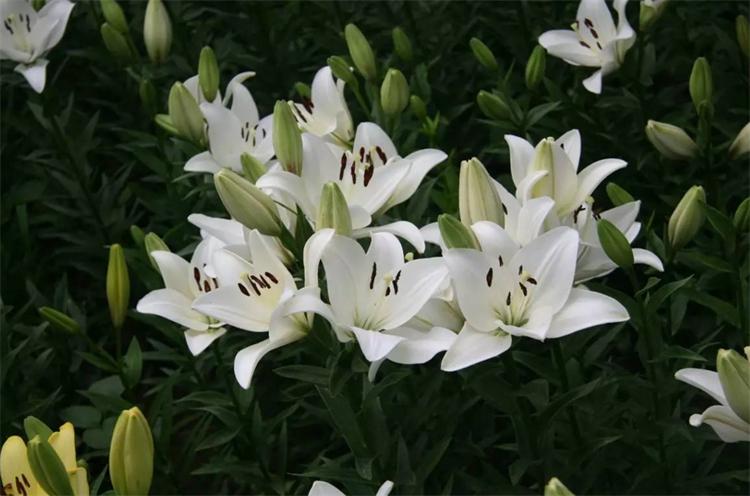 白百合花代表什么象征意义(详解送白百合花代表的含义)