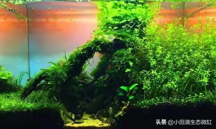 红千层水草好养吗(讲解红千层水草的繁殖方法)