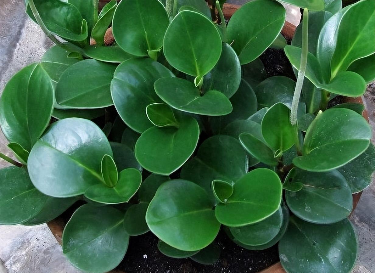 室内盆景植物有哪些品种