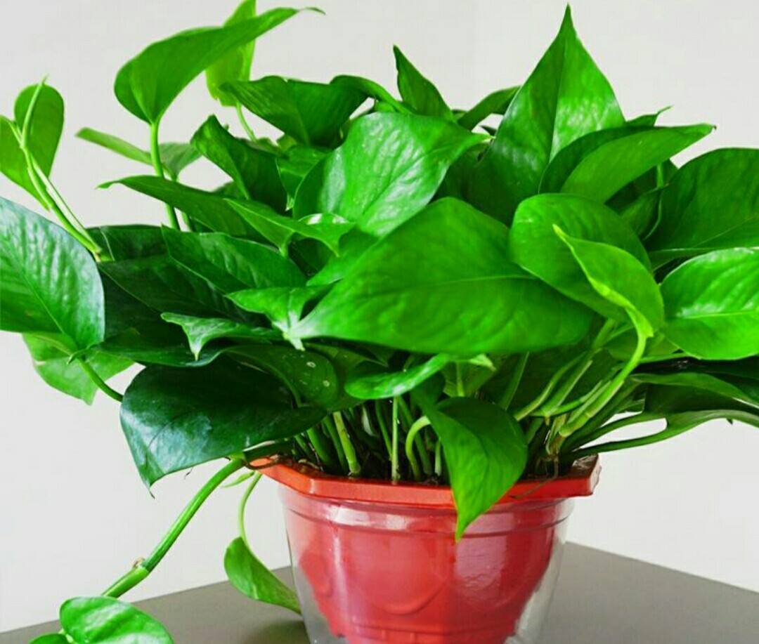 热带植物有哪些种类(常见热带植物图片及名称)
