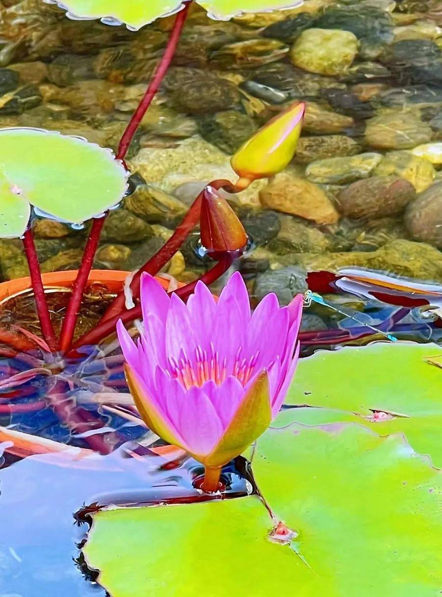 红绒球是什么花(绒球花图片真实)