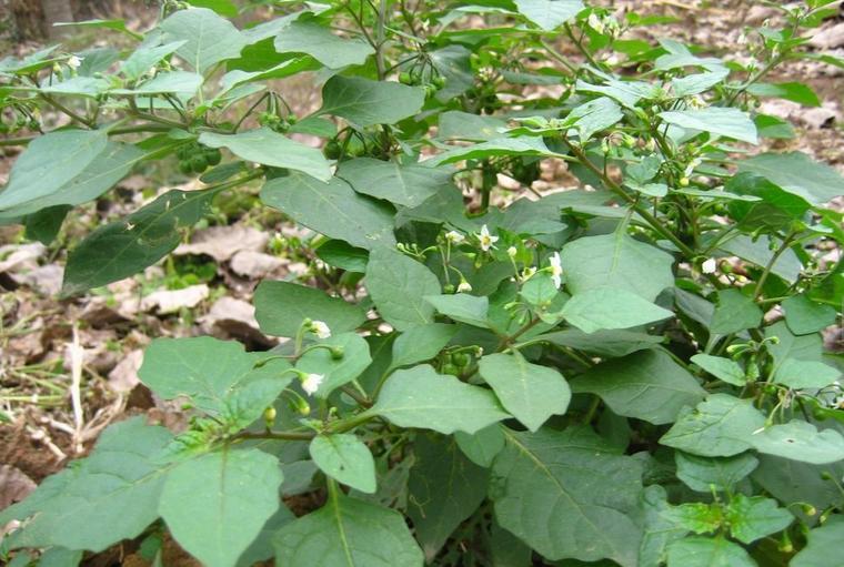 常见野草的种类(农村常见的植物名称)