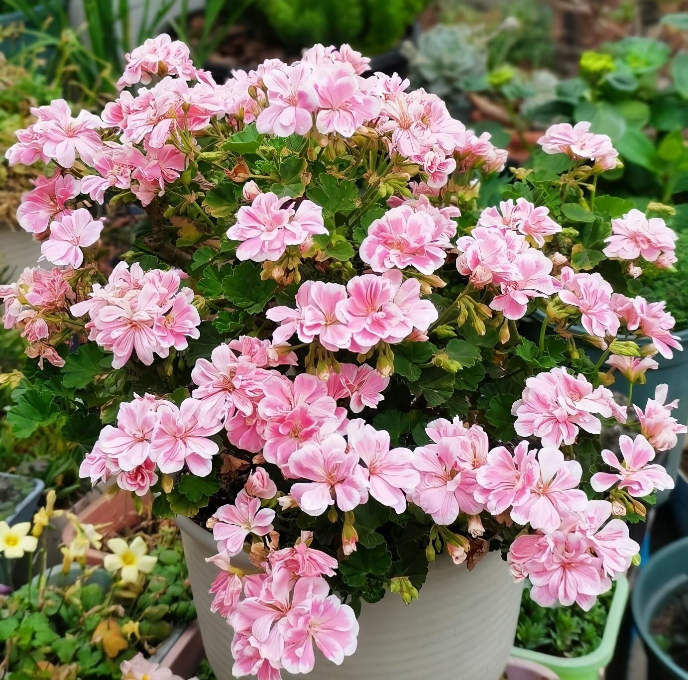 年宵花卉有哪些(客厅最旺财的植物)