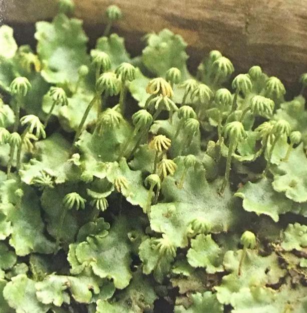 苔藓植物有哪些结构特点(常见的蕨类植物推荐)