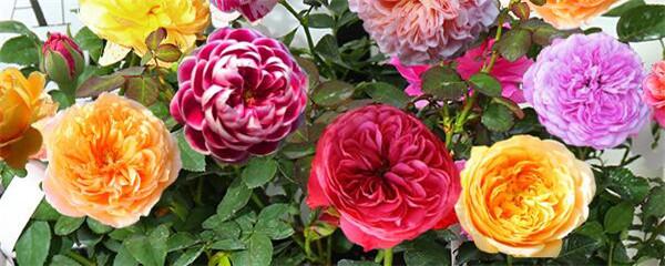 月季花的扦插技术方法(关于月季花树用树桩嫁接的方法)